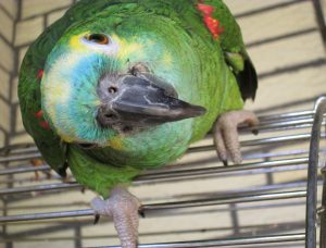 Read more about the article Würden Sie sich von einem Papagei medizinisch behandeln lassen? Neuer Blogbeitrag zu ChatGPT von Georg Ludwig Verhoeven